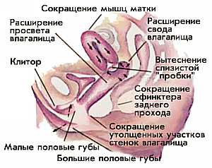 Женский оргазм