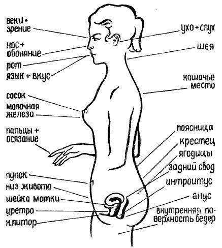 Эрогенные зоны по Здравомыслову